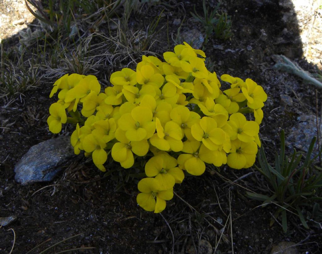 quale Erysimum?